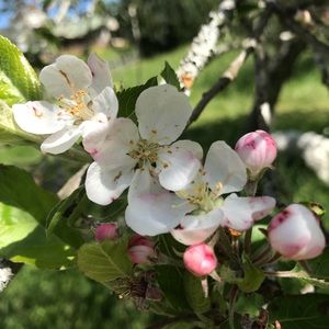 Meet your Posher, Sophia